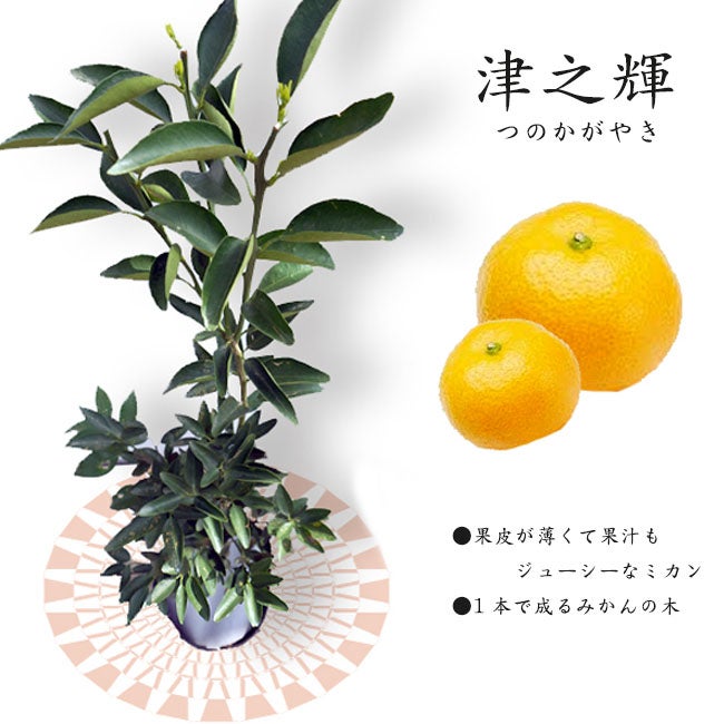 000000049029-01.jpg?size=l&w=