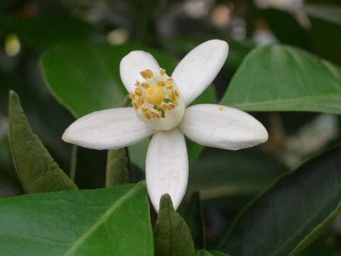 タチバナ 香酸柑橘類 苗 おすすめ 苗木部 By 花ひろばオンライン