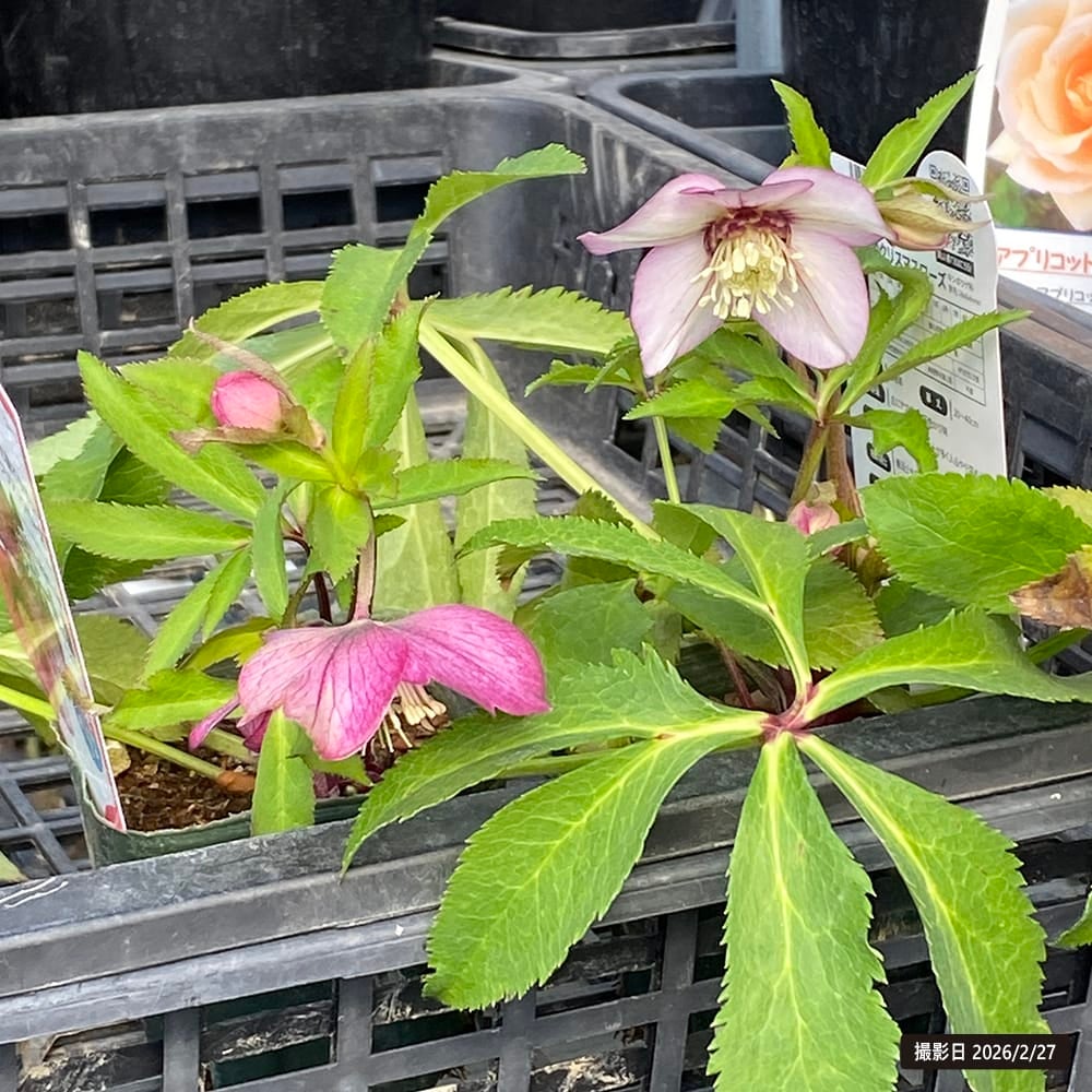 クリスマスローズ プチドールシリーズ プチドール 紬の通販 苗木部