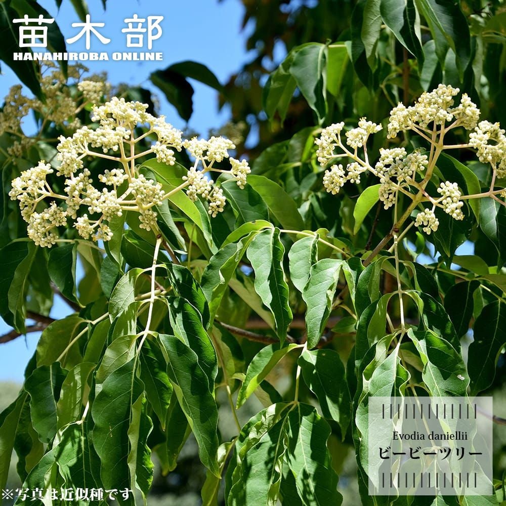 苗から育てるクリスマスツリー プンゲンストウヒ 4号ポット苗 【里の木