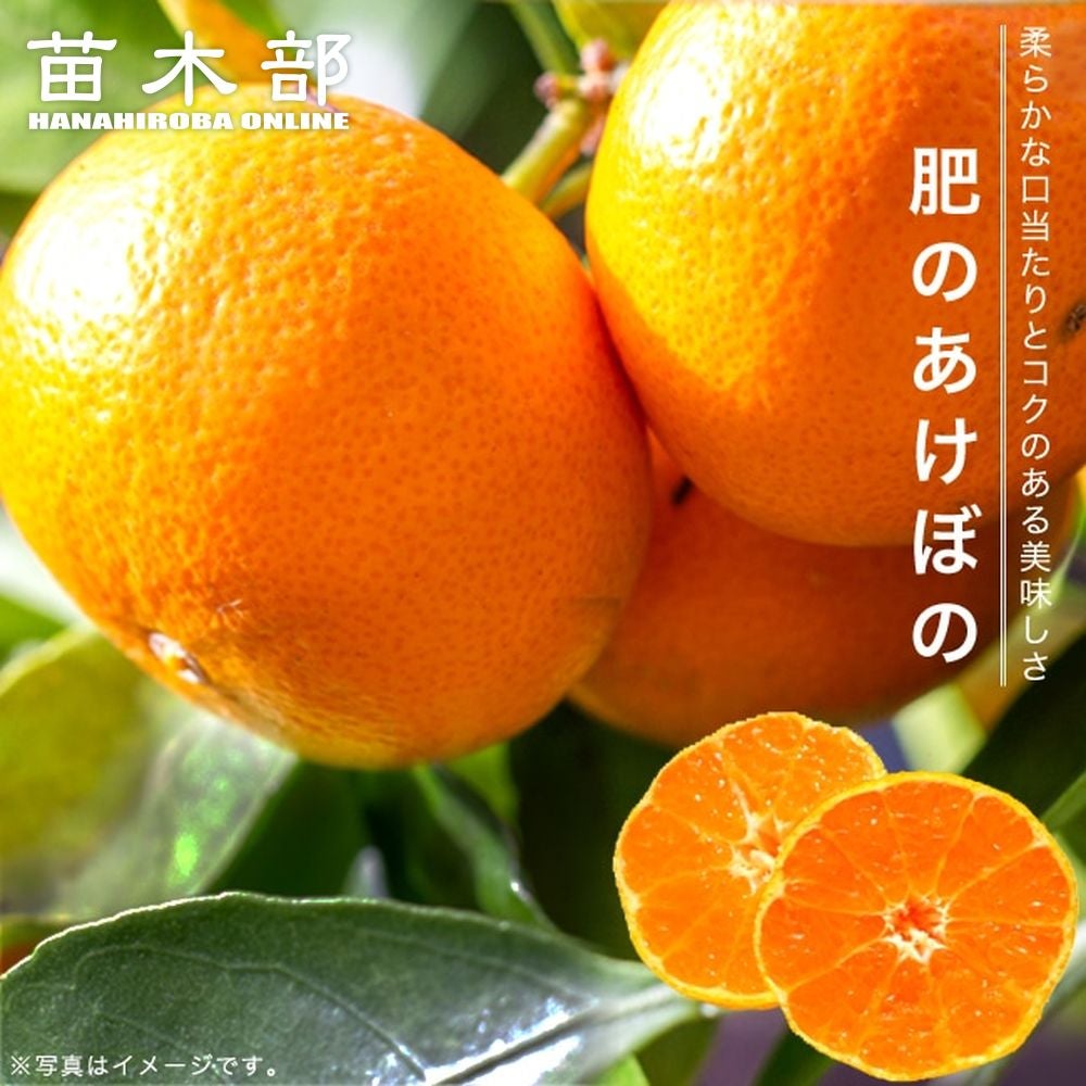 柑橘 雑柑類 紅甘夏の販売 苗木部 By 花ひろばオンライン