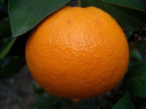 スイートスプリング 苗 通販 苗木部 By 花ひろばオンライン