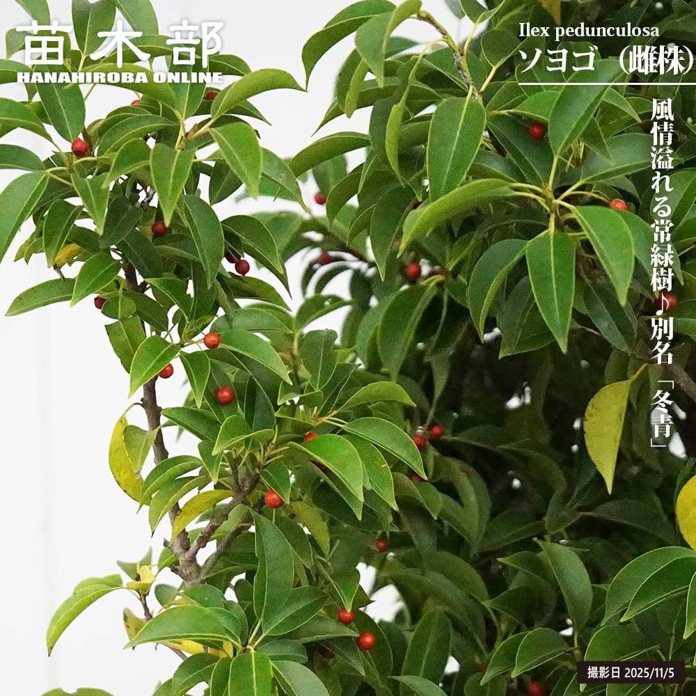 ソヨゴ 苗 通販 苗木部 By 花ひろばオンライン