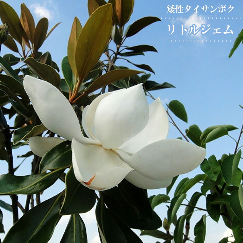 タイサンボク リトルジェム 苗 販売 苗木部 By 花ひろばオンライン