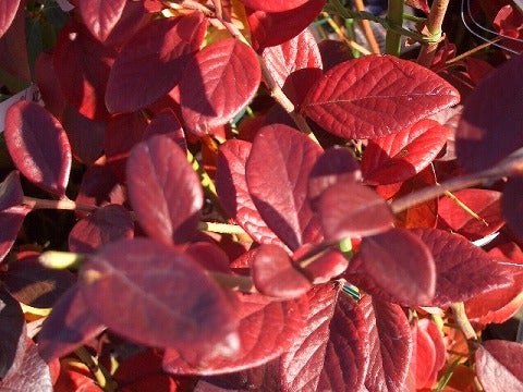 ブリジッタ ノーザンハイブッシュ系 ブルーベリー 苗 おすすめ 苗木部