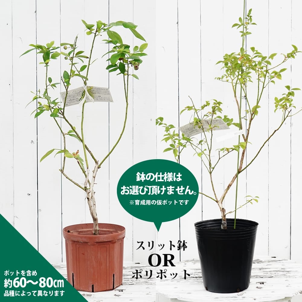 000000004261-02.jpg?size=l&w=