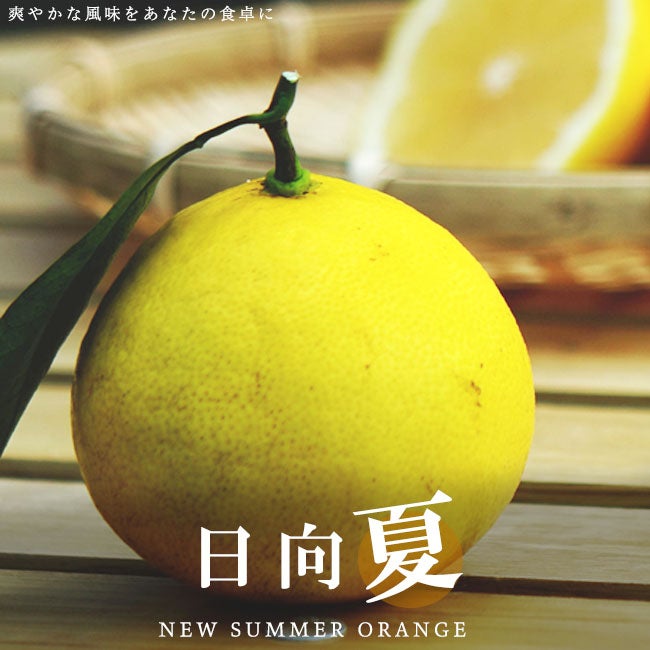 柑橘 オレンジ 日向夏 苗 通販 苗木部 By 花ひろばオンライン