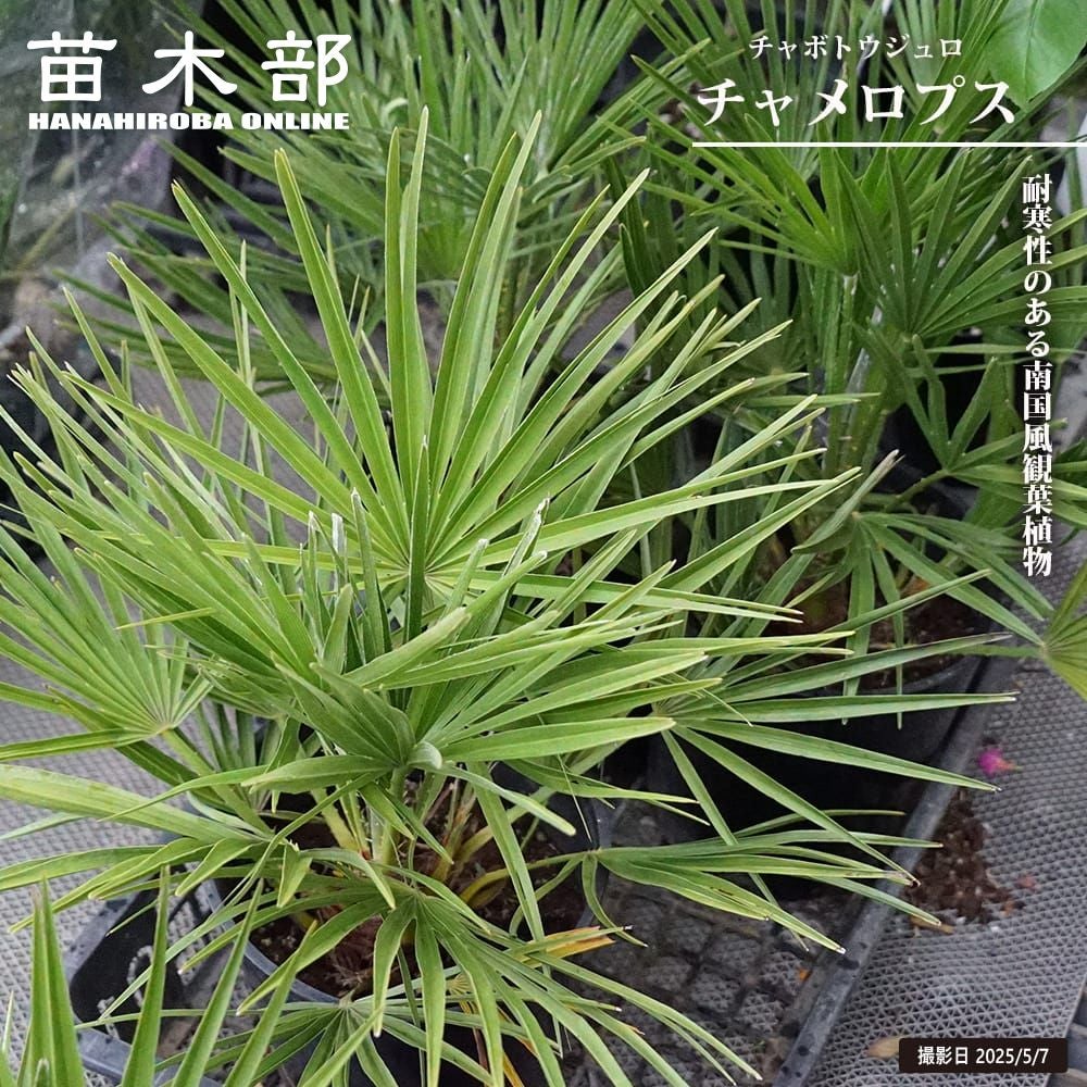 000000130786-01.jpg?size=l&w=