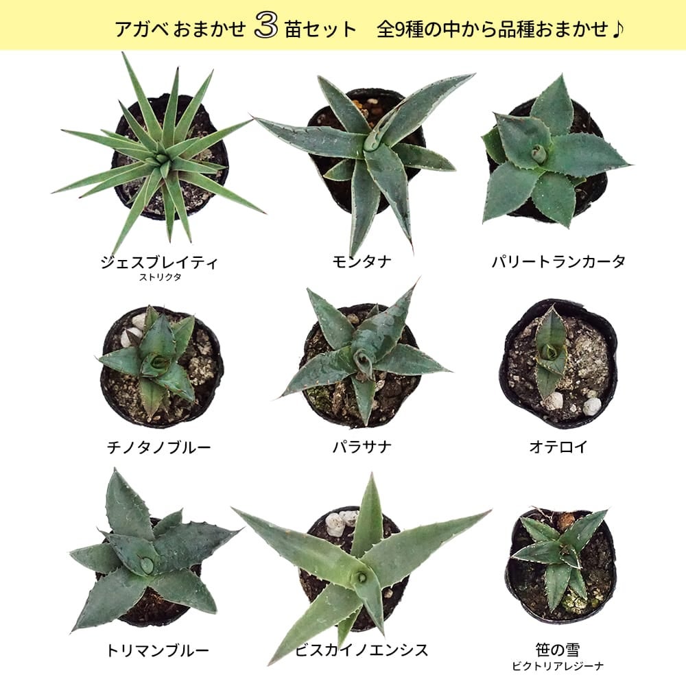 000000132563-02.jpg?size=l&w=