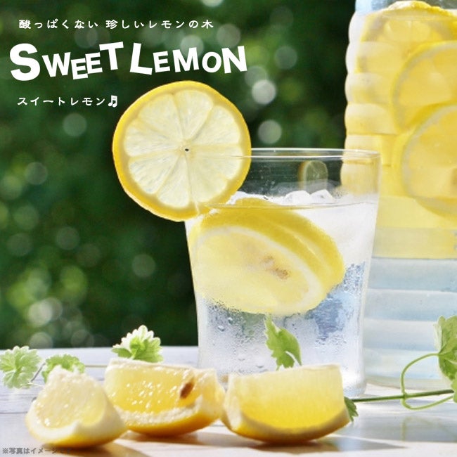 スイートレモネード レモン 苗 通販 苗木部 By 花ひろばオンライン