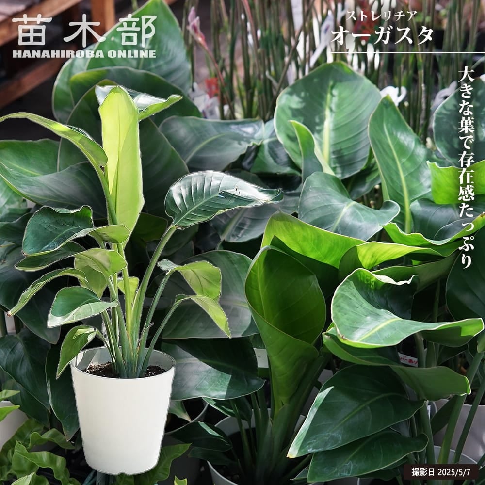 000000137798-01.jpg?size=l&w=