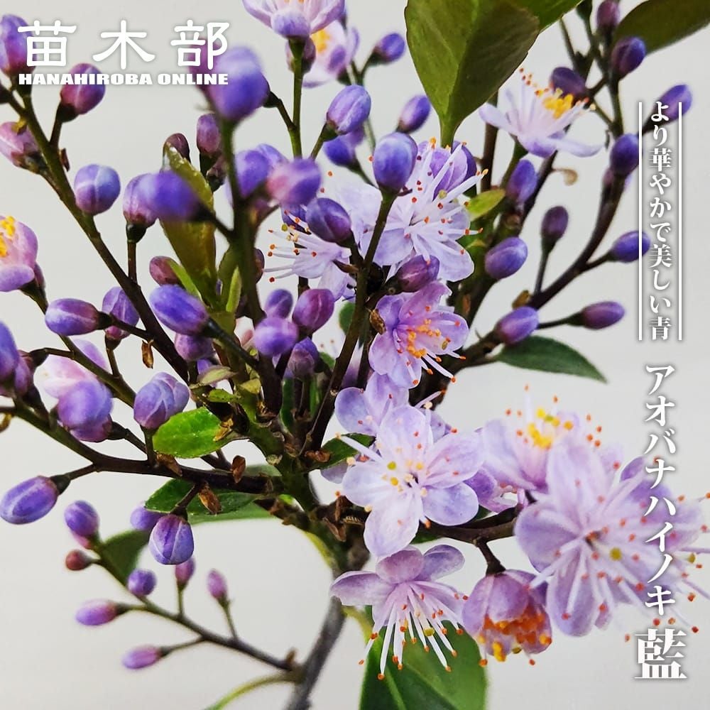 マグノリア サザンハイブッシュ系 ブルーベリー 苗 おすすめ 苗木部