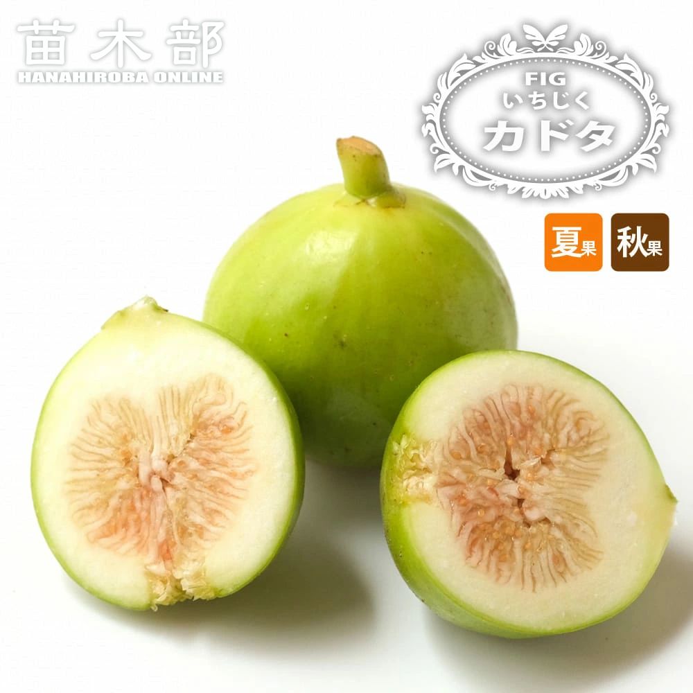 専用】イチジク 穂木 【公式通販】