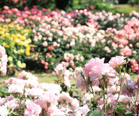 全国の花風景 | 「日本全国の花風景検索サイト【はなまっぷ】｜季節