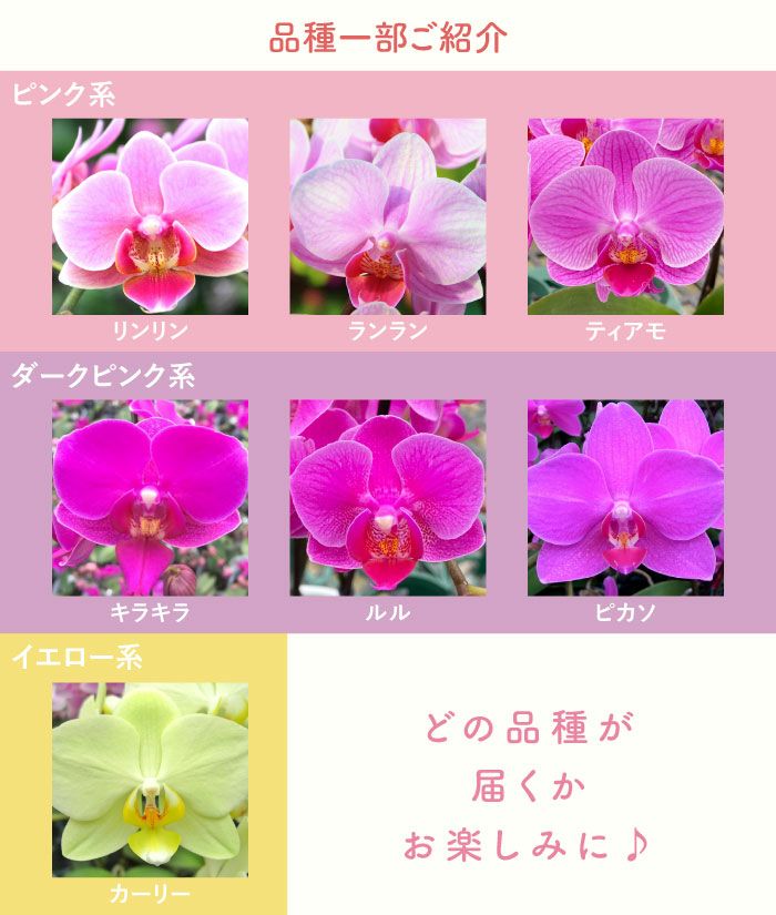 椎名洋ラン園の選べるミディ胡蝶蘭』鉢植え｜横浜花まりか フラワー