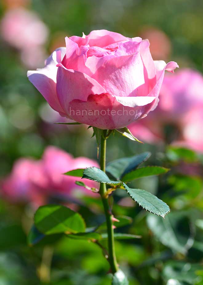 バラ ヒストリー｜ROSE History｜花の手帖のwebバラ図鑑