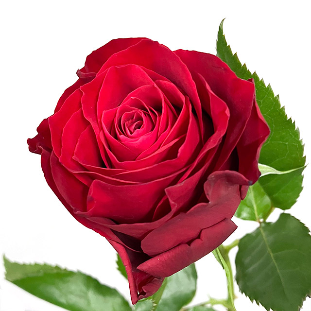 バラ レッド バラ アマダ L【推奨産地】｜大阪店｜百花市場 | ハナノヒ