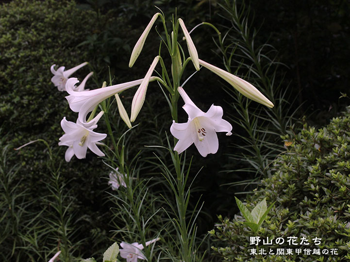 タカサゴユリ - 野山の花たち 東北と関東甲信越の花