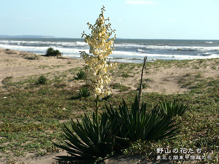 幸運木【森で完全野生化 ユッカ グロリオサ/アツバキミガヨラン