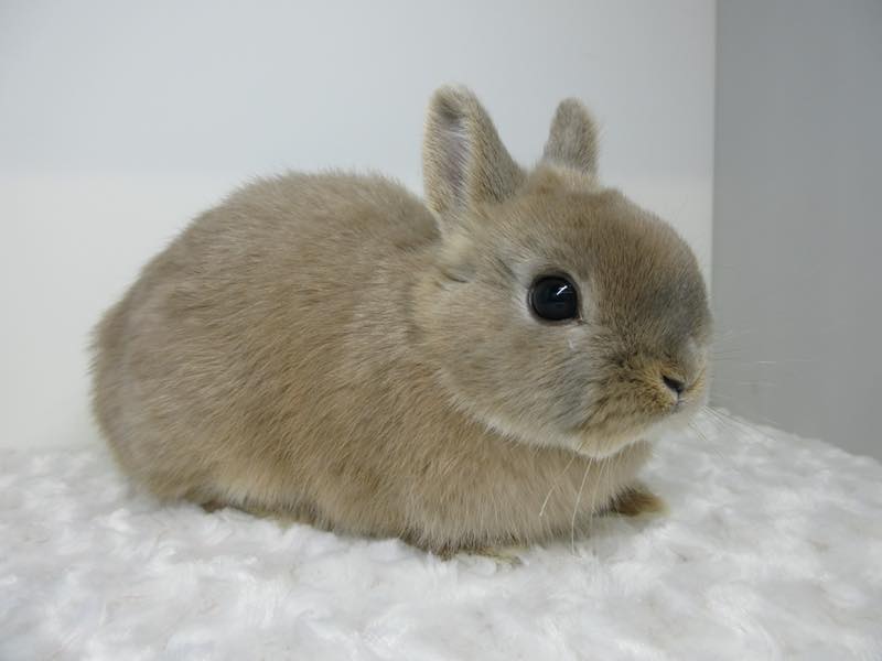 花うさぎ｜松山市,愛媛県