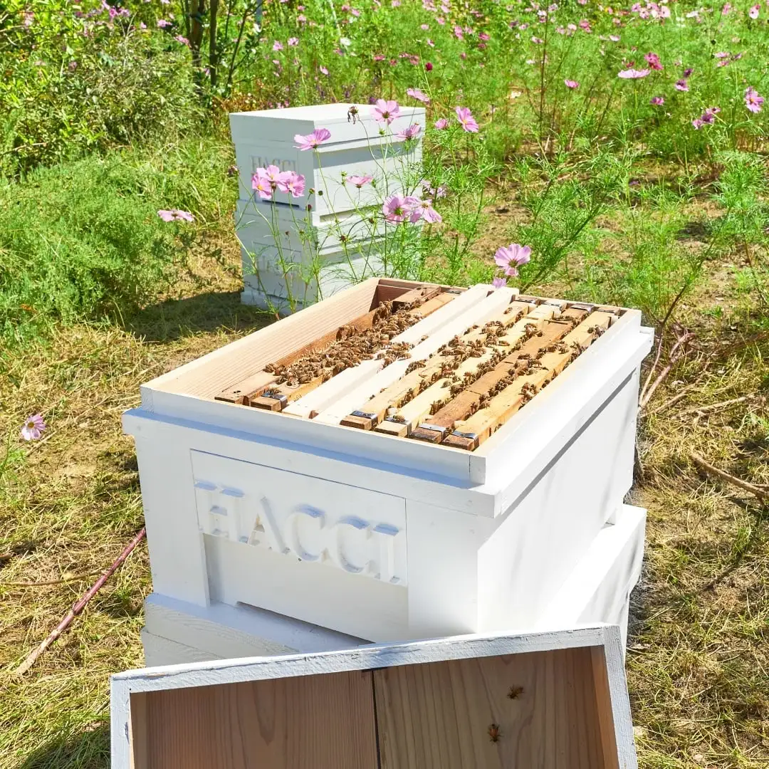 ミニダイヤモンドBOX テーブルハニー2本セット（オレンジ&ホワイト