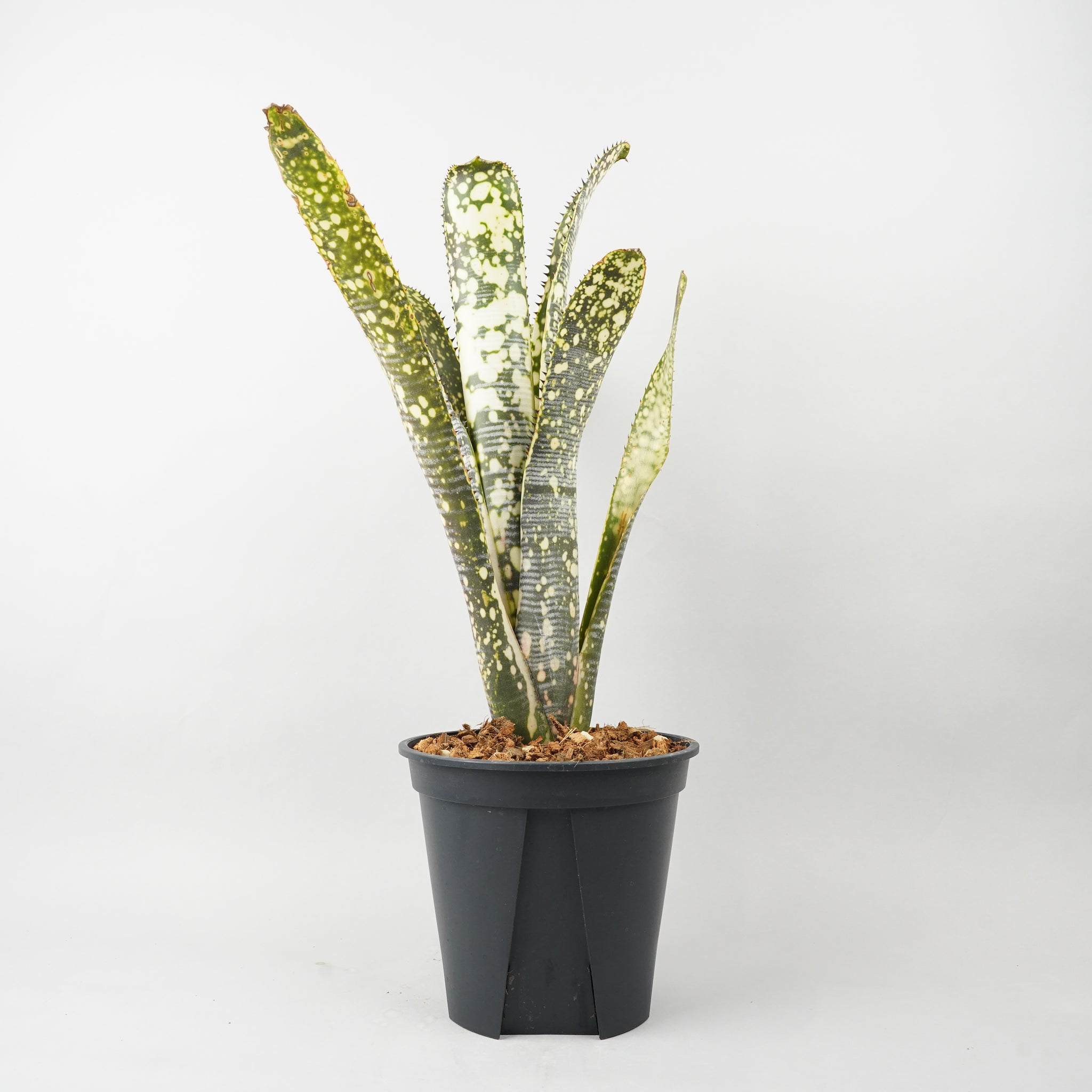 HACHI-8公式】タンクブロメリア – Hachi-8