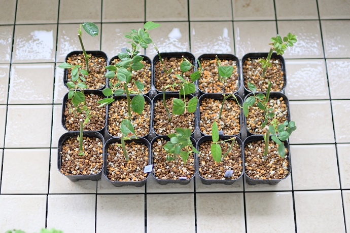 バラの挿し木 ポット上げ | 鉢庭らいふ