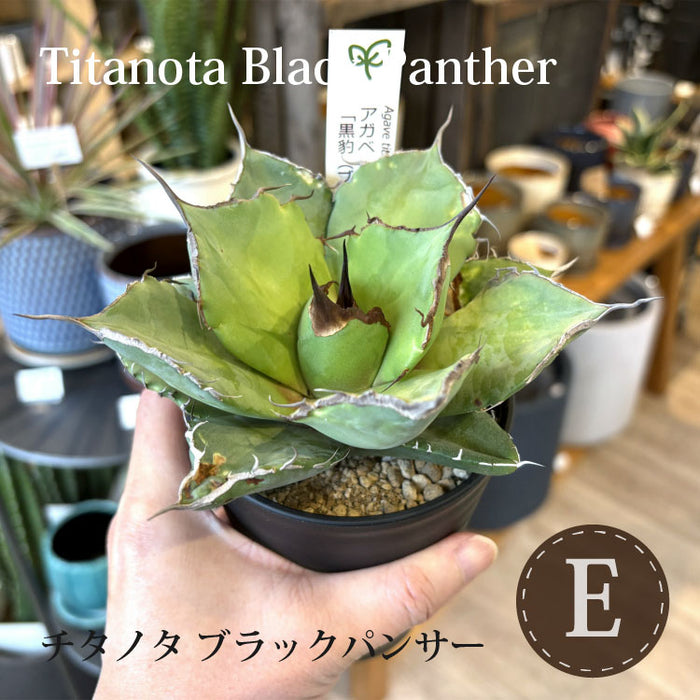 アガベ チタノタ 希少品種 3.5号 – 鉢人