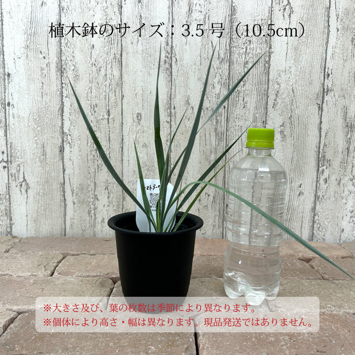 ユッカ ロストラータ 3.5号 – 鉢人