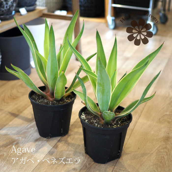アガベ – 鉢人