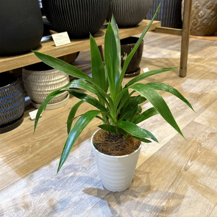 AL1154】ユッカ リギダ ホワイト個体 24cm鉢 AL1154】ユッカ リギダ