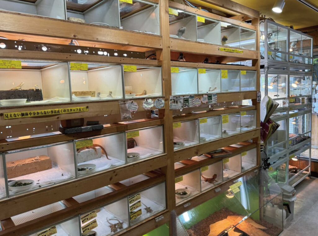 爬虫類倶楽部 大宮店