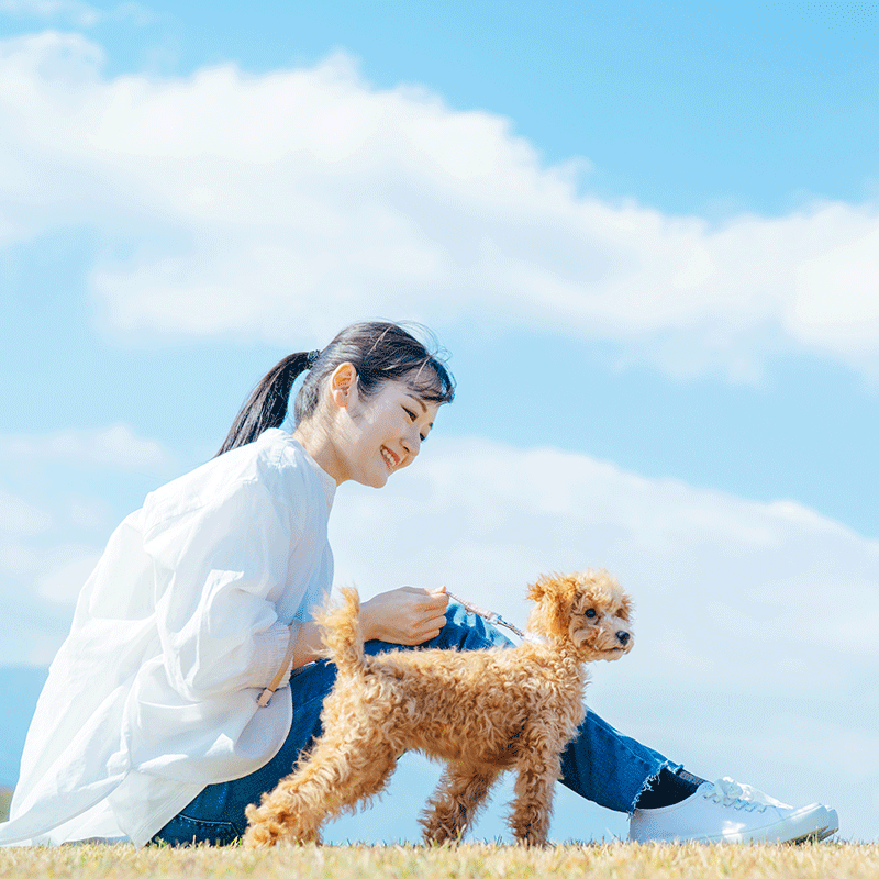 資格から選ぶ/ペット/トリマー|ヒューマンアカデミー通信講座（旧たの