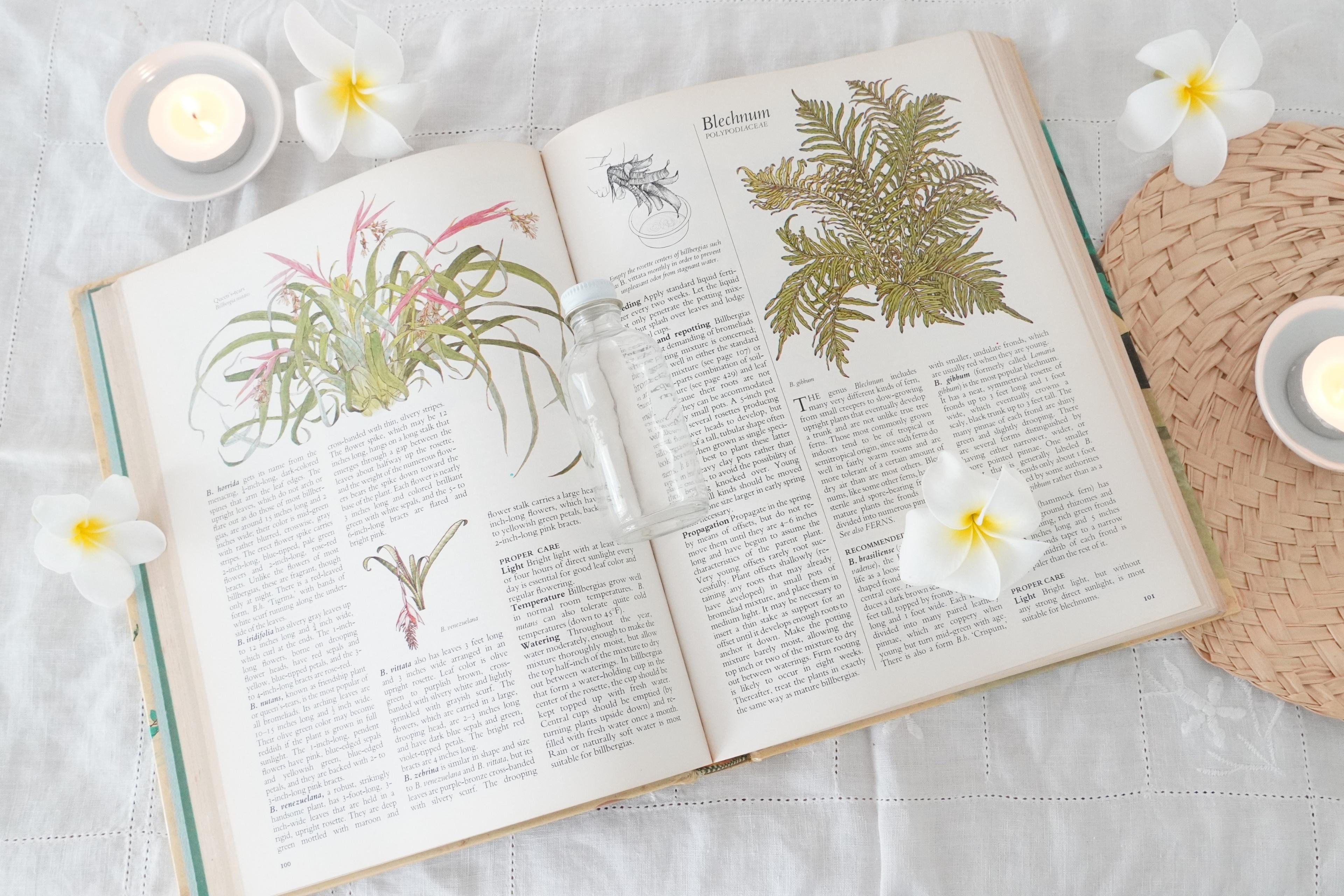 Hawaii Aromatherapy and Herb Association｜ハワイのマナが宿る