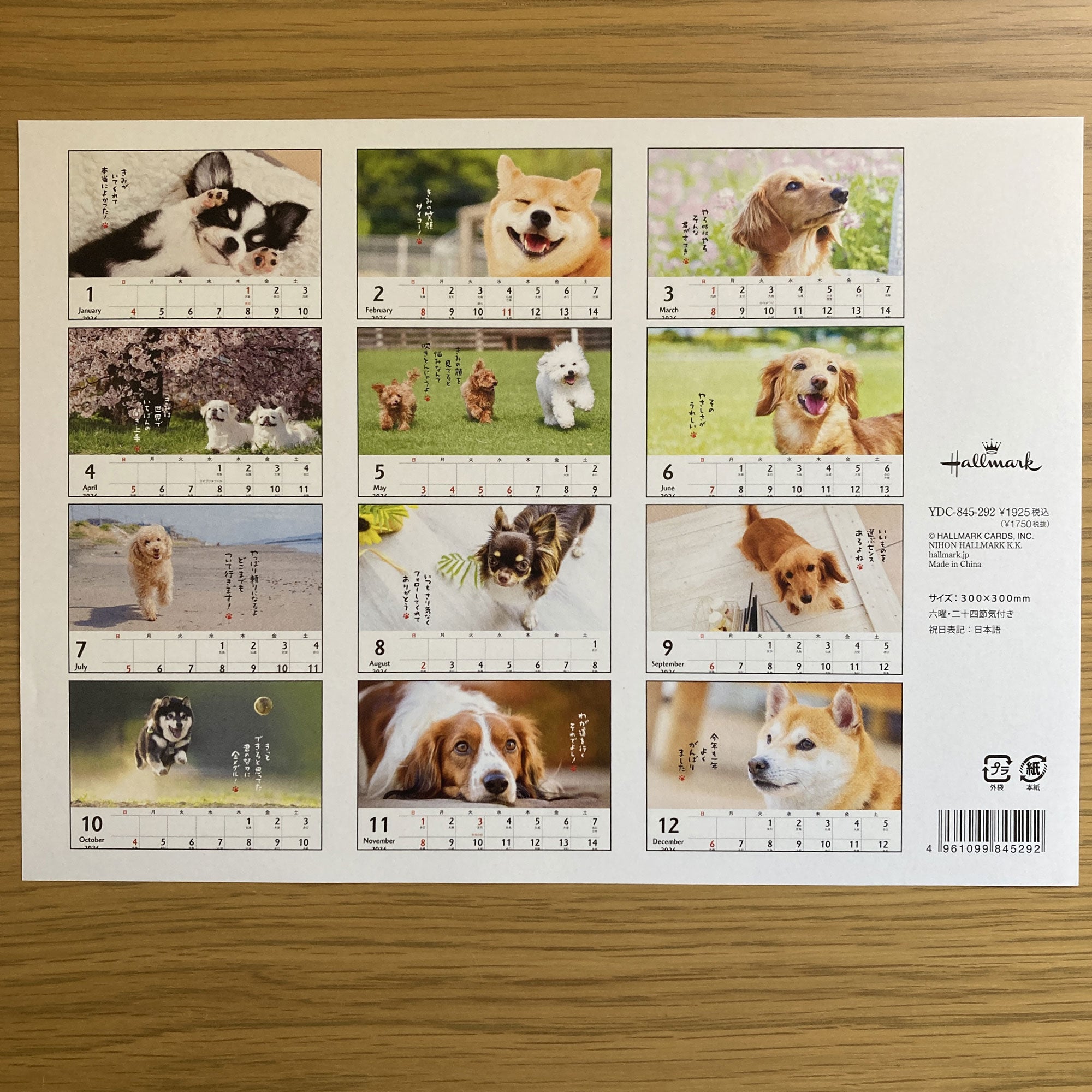 ほめわんこ【壁掛け｜リングカレンダー大 2026】日本ホールマークの