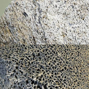 大珍品〉証明書付き トリケラトプス 角の化石＜天然石 化石 送料無料