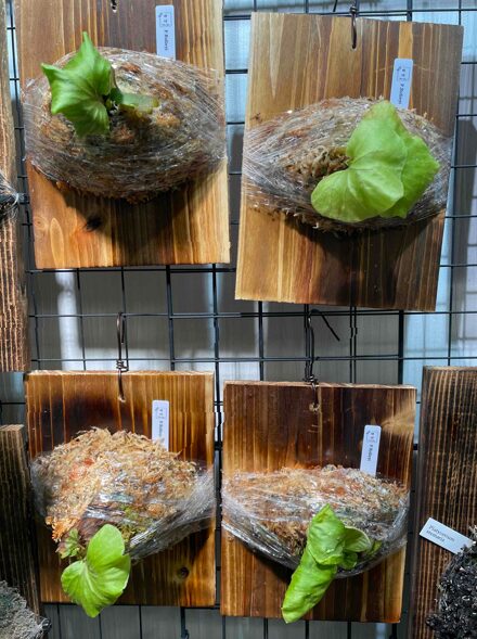 リドレイの板付をする | HaruGreen