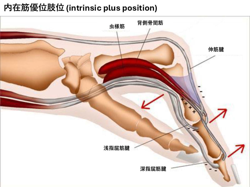 スポーツ外傷／障害｜はっとり整形外科・リウマチ科クリニック