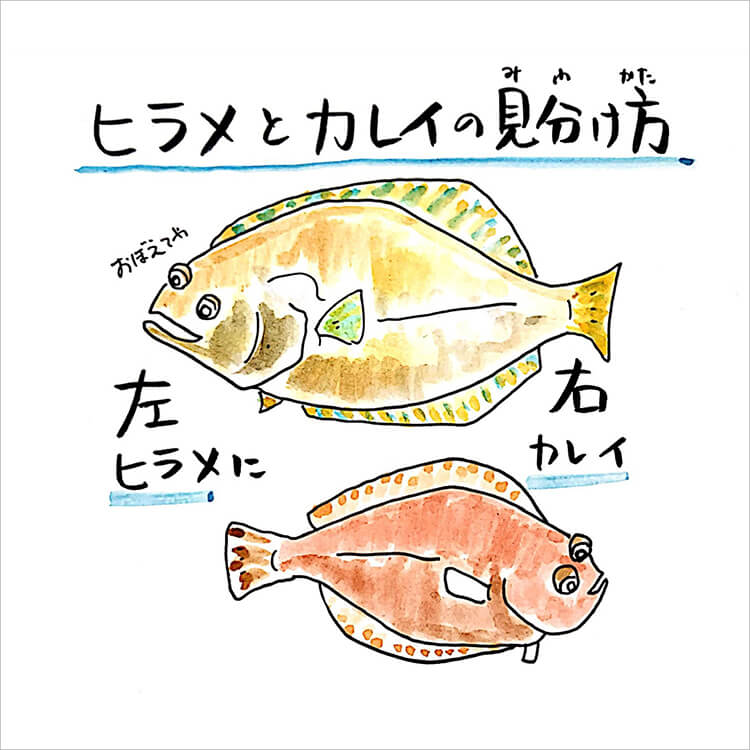 ヒラメとカレイの見分け方 | 知って得する！川田一輝のお魚あれこれ