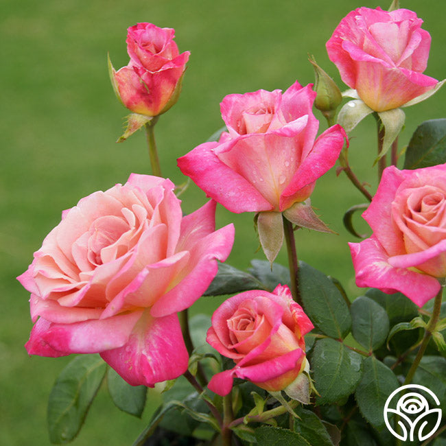Muzi-Lucia Hybrid Tea Rose | Heirloom Roses