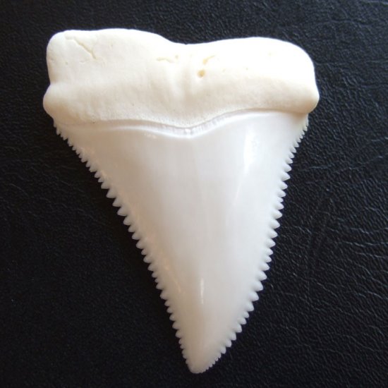 現品レア】サメの歯 ホホジロザメ（ホオジロザメ）の歯 上あご 4.8cm
