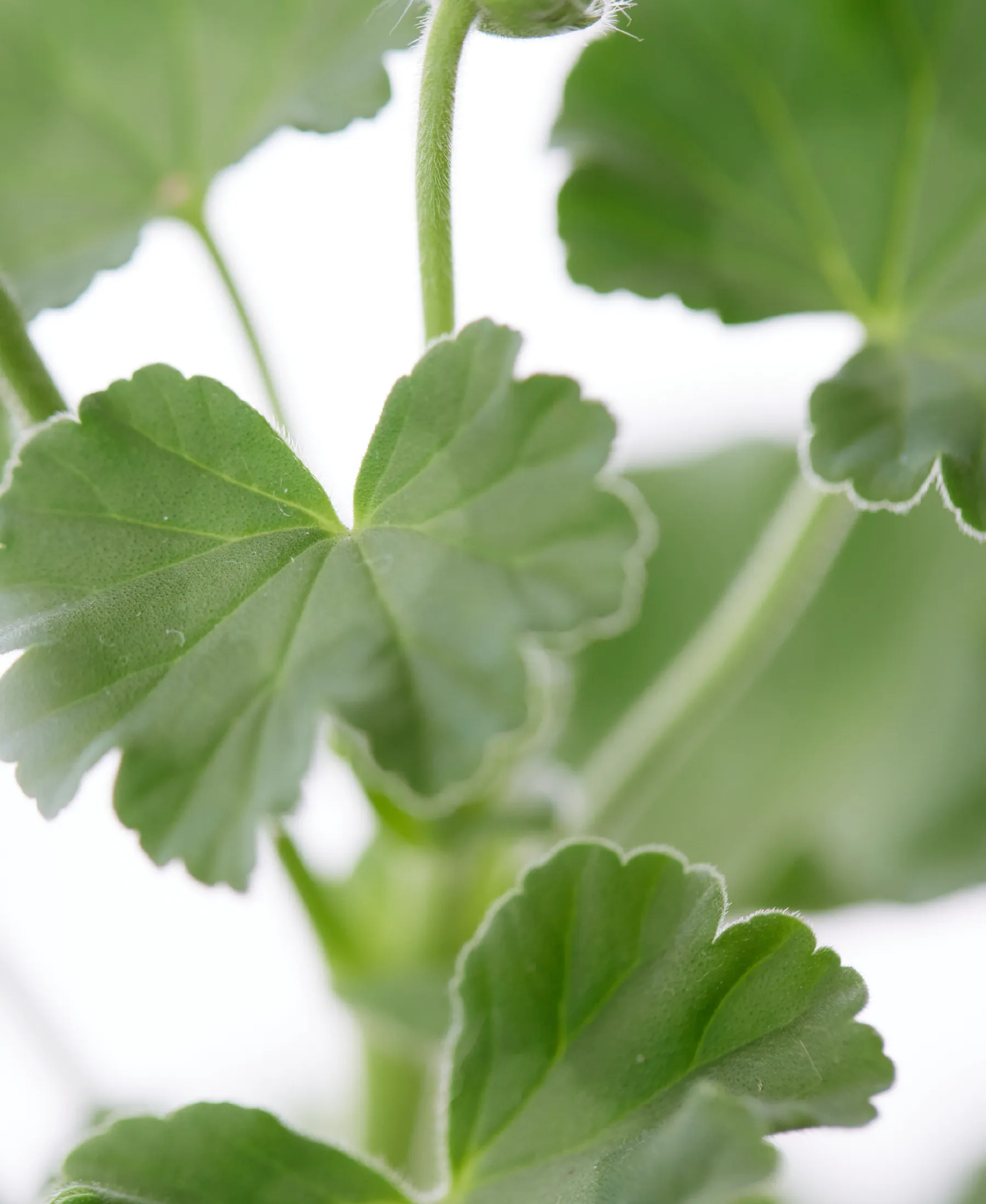 H nurture エイチ ナーチャー