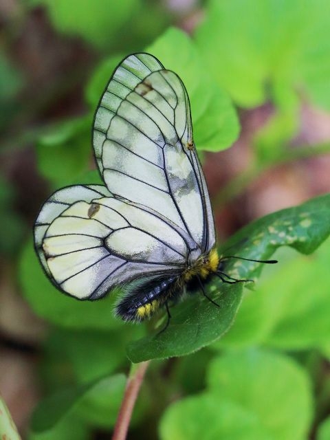 ウスバアゲハ（薄羽揚羽） アゲハチョウ科: 山野の花実