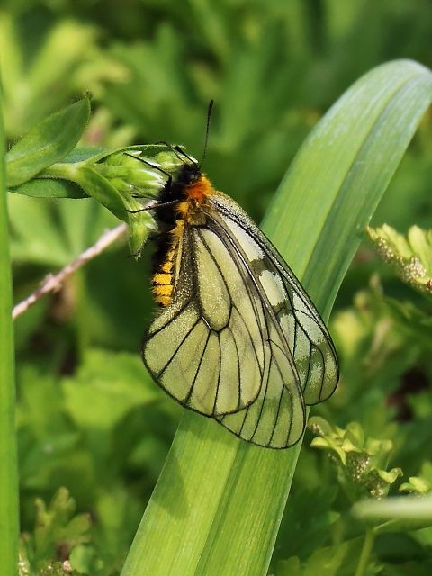 ウスバアゲハ（薄羽揚羽） アゲハチョウ科: 山野の花実