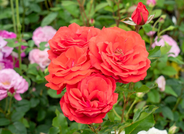 フロラドラ – Floradora | 姫野ばら園八ヶ岳農場