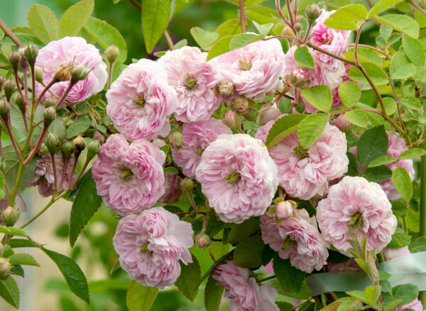 ローラ ダボー – Lauré Davoust | 姫野ばら園八ヶ岳農場