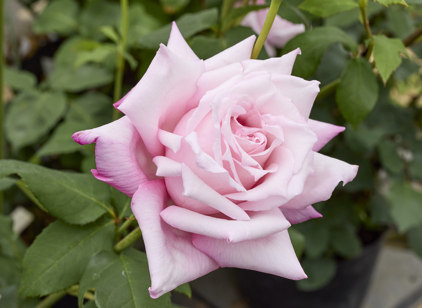 レディ ラック – Lady Luck | 姫野ばら園八ヶ岳農場