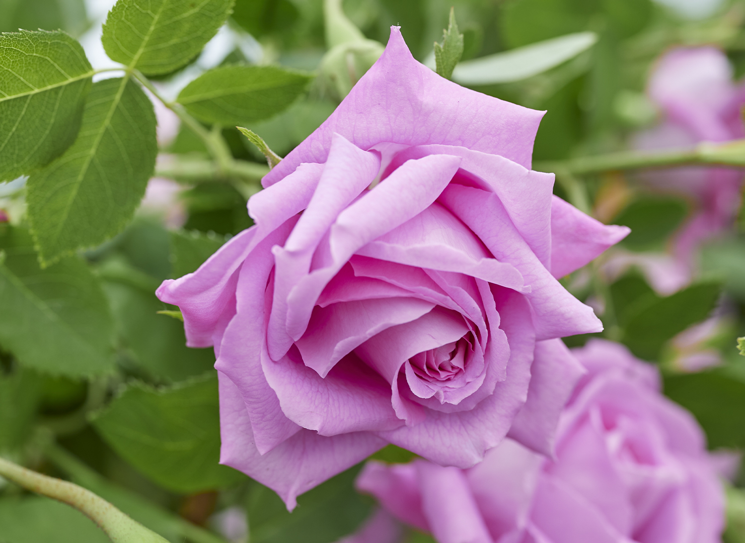 ミセス ジョン レイン – Mrs John Laing | 姫野ばら園八ヶ岳農場