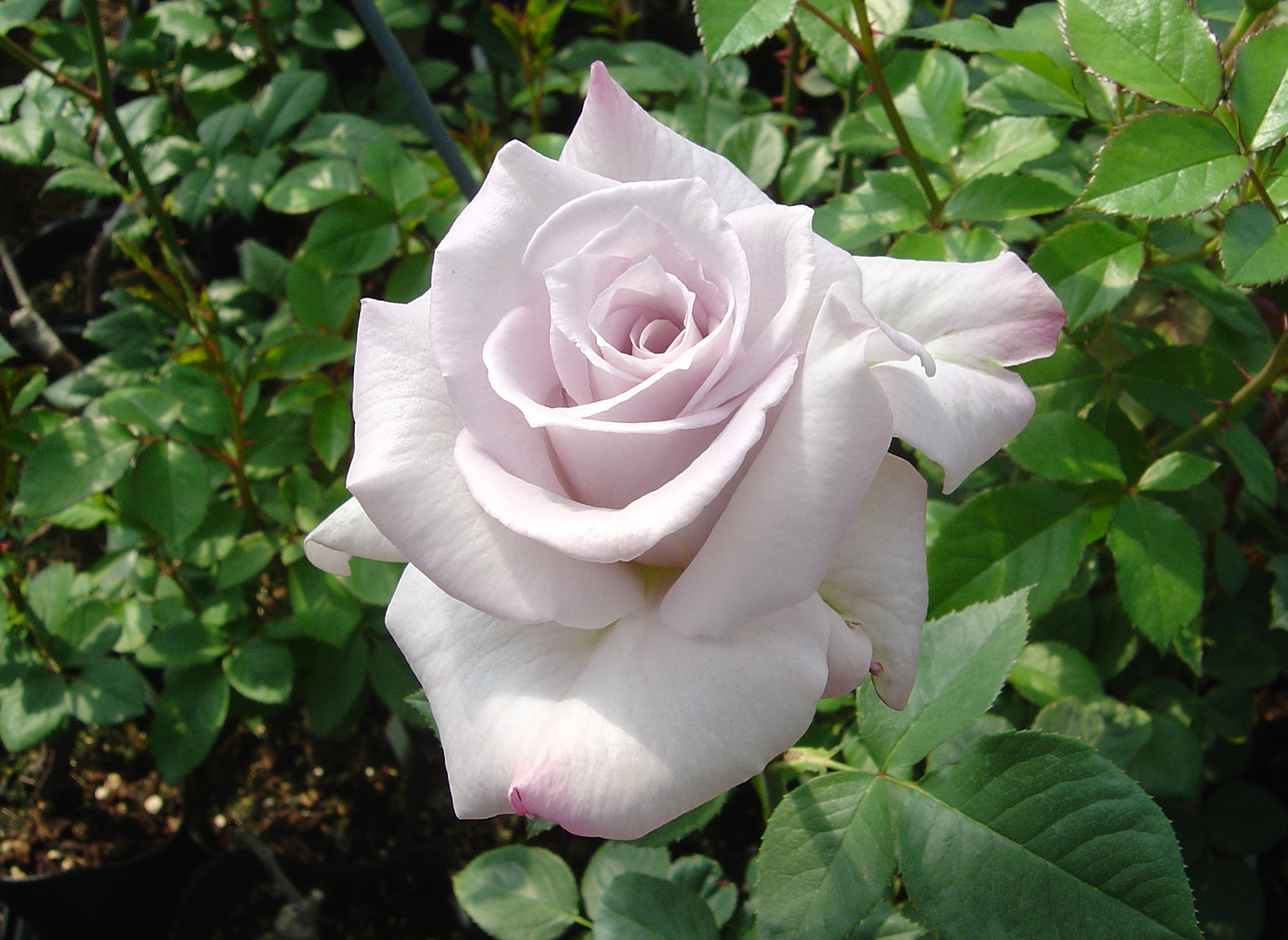 ステンレス スチール – Stainless Steel | 姫野ばら園八ヶ岳農場