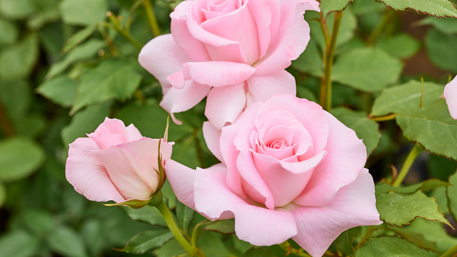 四季咲き木立ばらのおすすめ | 姫野ばら園八ヶ岳農場